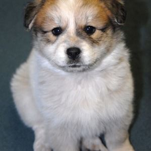 Meet your Posher, Howie